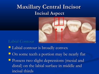 Maxillary Central IncisorMaxillary Central Incisor
Incisal AspectIncisal Aspect
Labial ContourLabial Contour
 Labial contour is broadly convexLabial contour is broadly convex
 On some teeth a portion may be nearly flatOn some teeth a portion may be nearly flat
 Possess two slight depressions (mesial andPossess two slight depressions (mesial and
distal) on the labial surface in middle anddistal) on the labial surface in middle and
incisal thirdsincisal thirds
 