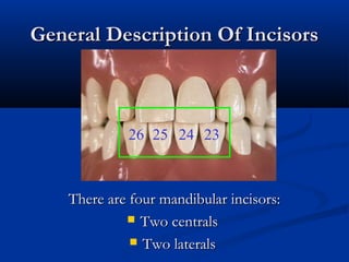 General Description Of IncisorsGeneral Description Of Incisors
There are four mandibular incisors:There are four mandibular incisors:
 Two centralsTwo centrals
 Two lateralsTwo laterals
26 25 24 23
 