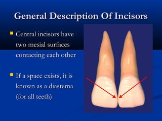General Description Of IncisorsGeneral Description Of Incisors
 Central incisors haveCentral incisors have
two mesial surfacestwo mesial surfaces
contacting each othercontacting each other
 If a space exists, it isIf a space exists, it is
known as a diastemaknown as a diastema
(for all teeth)(for all teeth)
 