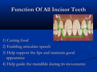 Function Of All Incisor TeethFunction Of All Incisor Teeth
1) Cutting food1) Cutting food
2) Enabling articulate speech2) Enabling articulate speech
3) Help support the lips and maintain good3) Help support the lips and maintain good
appearanceappearance
4) Help guide the mandible during its movements4) Help guide the mandible during its movements
 