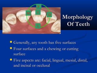 MorphologyMorphology
Of TeethOf Teeth
 Generally, any tooth has five surfacesGenerally, any tooth has five surfaces
 Four surfaces and a chewing or cuttingFour surfaces and a chewing or cutting
surfacesurface
 Five aspects are: facial, lingual, mesial, distal,Five aspects are: facial, lingual, mesial, distal,
and incisal or occlusaland incisal or occlusal
I
F
D
L
M
 