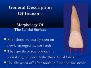 General DescriptionGeneral Description
Of IncisorsOf Incisors
Morphology OfMorphology Of
The Labial SurfaceThe Labial Surface
 Mamelons are usually seen onMamelons are usually seen on
newly emerged incisor teethnewly emerged incisor teeth
 They are three scallops on theThey are three scallops on the
incisal edge - beneath the three facial lobesincisal edge - beneath the three facial lobes
 Usually worn off after tooth in function for awhileUsually worn off after tooth in function for awhile
 