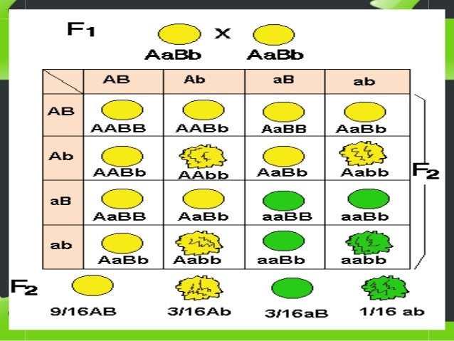 Resultado de imagen para genetica mendeliana