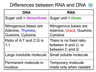 Differences between RNA and DNA Temporary molecule made only when needed Permanent molecule in nucleus Small soluble molecule Large insoluble molecule There is no fixed ratio between A and U, or between C and G Ratio of A:T and C:G is 1:1  Nitrogenous bases are Adenine,  Uracil , Guanine, Cytosine Nitrogenous bases are Adenine,  Thymine , Guanine, Cytosine  Sugar unit =  ribose Sugar unit =  deoxyribose RNA DNA 