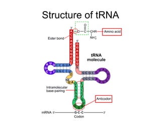 Structure of tRNA 