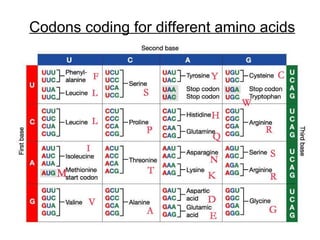Codons coding for different amino acids 