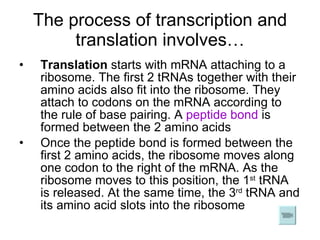 The process of transcription and translation involves… Translation  starts with mRNA attaching to a ribosome. The first 2 tRNAs together with their amino acids also fit into the ribosome. They attach to codons on the mRNA according to the rule of base pairing. A  peptide bond  is formed between the 2 amino acids Once the peptide bond is formed between the first 2 amino acids, the ribosome moves along one codon to the right of the mRNA. As the ribosome moves to this position, the 1 st  tRNA is released. At the same time, the 3 rd  tRNA and its amino acid slots into the ribosome 