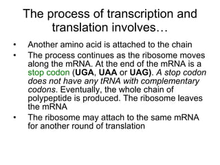 The process of transcription and translation involves… Another amino acid is attached to the chain The process continues as the ribosome moves along the mRNA. At the end of the mRNA is a  stop codon  ( UGA ,  UAA  or  UAG) .  A stop codon does not have any tRNA with complementary codons . Eventually, the whole chain of polypeptide is produced. The ribosome leaves the mRNA The ribosome may attach to the same mRNA for another round of translation 