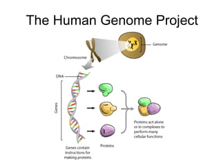 The Human Genome Project 