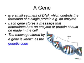 A Gene is a small segment of DNA which controls the formation of a single protein e.g. an enzyme Each gene stores a  message  that determines how an enzyme or protein should be made in the cell The message stored by  a gene is known as the  genetic code 