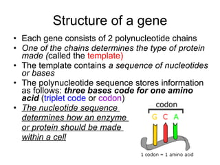 Structure of a gene Each gene consists of 2 polynucleotide chains One of the chains determines the type of protein made ( called the  template) The template contains  a sequence of nucleotides or bases The polynucleotide sequence stores information as follows:  three bases code for one amino acid  ( triplet code  or  codon ) The nucleotide sequence  determines how an enzyme  or protein should be made  within a cell 