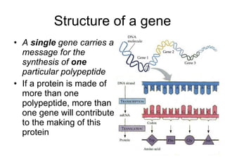 Structure of a gene A  single  gene carries a message for the synthesis of  one  particular polypeptide If a protein is made of more than one polypeptide, more than one gene will contribute to the making of this protein 