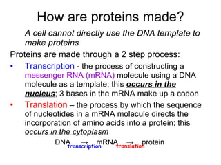 How are proteins made? A cell cannot directly use the DNA template to make proteins Proteins are made through a 2 step process: Transcription   - the process of constructing a  messenger RNA   (mRNA)  molecule using a DNA molecule as a template; this  occurs in the nucleus ; 3 bases in the mRNA make up a codon   Translation  – the process by which the sequence of nucleotides in a mRNA molecule directs the incorporation of amino acids into a protein; this  occurs in the cytoplasm DNA  ->  mRNA  ->  protein transcription translation 