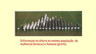 Diferenças na altura na mesma população, de
mulheres (branco) e homens (preto)
 