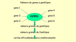 Número de genes e genótipos:
gene 1
gene 2
gene 3
gene 4
gene 5
gene 6
número grande de genótipos
número grande de fenótipos
certas dificuldades para o melhoramento
c
c
a
a
r
r
á
á
t
t
e
e
r
r
 