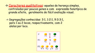  Caracteres qualitativos: aqueles de herança simples,
controlados por poucos genes e com expressão fenotípica de
grande efeito, geralmente de fácil avaliação visual.
-> Segregações conhecidas: 3:1, 1:2:1, 9:3:3:1,
para 1 ou 2 locos, respectivamente, com 2
alelos por loco.
 