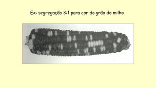 Ex: segregação 3:1 para cor do grão do milho
 