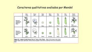 Caracteres qualitativos avaliados por Mendel
 