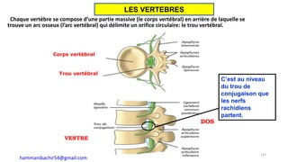 Chaque vertèbre se compose d’une partie massive (le corps vertébral) en arrière de laquelle se
trouve un arc osseux (l’arc vertébral) qui délimite un orifice circulaire: le trou vertébral.
Corps vertébral
Trou vertébral
DOS
VENTRE
C’est au niveau
du trou de
conjugaison que
les nerfs
rachidiens
partent.
122
LES VERTEBRES
hammanibachir54@gmail.com
 