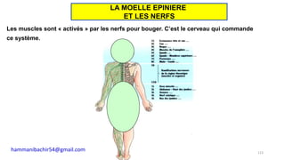 Les muscles sont « activés » par les nerfs pour bouger. C’est le cerveau qui commande
ce système.
123
LA MOELLE EPINIERE
ET LES NERFS
hammanibachir54@gmail.com
 