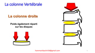 La colonne Vertébrale
La colonne droite
Poids également réparti
sur les disques
71hammanibachir54@gmail.com
 