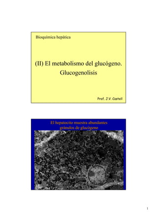 1
(II) El metabolismo del glucógeno.
Glucogenolisis
Bioquímica hepática
Prof. J.V. Castell
El hepatocito muestra abundantesEl hepatocito muestra abundantes
grgráánulos de glucnulos de glucóógenogeno
 