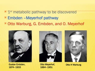  1st
metabolic pathway to be discovered
 Embden –Meyerhof pathway
 Otto Warburg, G. Embden, and O. Meyerhof
Gustav Embden,
1874–1933
Otto Meyerhof,
1884–1951
Otto H Warburg
 
