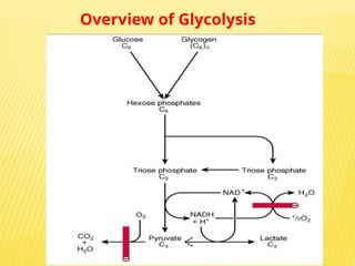 Overview of Glycolysis
 