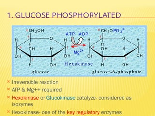 1. GLUCOSE PHOSPHORYLATED
 Irreversible reaction
 ATP & Mg++ required
 Hexokinase or Glucokinase catalyze- considered as
isozymes
 Hexokinase- one of the key regulatory enzymes
H O
O H
H
O H
H
O H
CH 2O H
H
O H
H H O
O H
H
O H
H
O H
CH 2O PO 3
2
H
O H
H
2
3
4
5
6
1 1
6
5
4
3 2
A T P A D P
M g2+
glucose glucose-6-phosphate
H exokinase
 