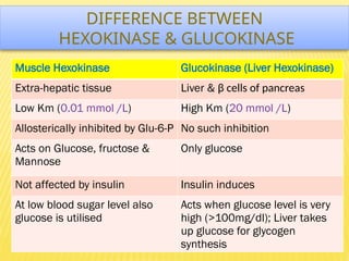 DIFFERENCE BETWEEN
HEXOKINASE & GLUCOKINASE
Muscle Hexokinase Glucokinase (Liver Hexokinase)
Extra-hepatic tissue Liver & β cells of pancreas
Low Km (0.01 mmol /L) High Km (20 mmol /L)
Allosterically inhibited by Glu-6-P No such inhibition
Acts on Glucose, fructose &
Mannose
Only glucose
Not affected by insulin Insulin induces
At low blood sugar level also
glucose is utilised
Acts when glucose level is very
high (>100mg/dl); Liver takes
up glucose for glycogen
synthesis
 