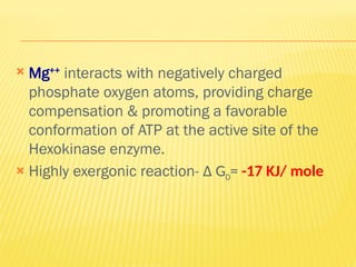  Mg++
interacts with negatively charged
phosphate oxygen atoms, providing charge
compensation & promoting a favorable
conformation of ATP at the active site of the
Hexokinase enzyme.
 Highly exergonic reaction- ∆ G0= -17 KJ/ mole
 