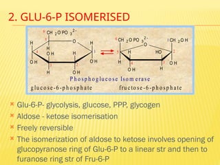 2. GLU-6-P ISOMERISED
 Glu-6-P- glycolysis, glucose, PPP, glycogen
 Aldose - ketose isomerisation
 Freely reversible
 The isomerization of aldose to ketose involves opening of
glucopyranose ring of Glu-6-P to a linear str and then to
furanose ring str of Fru-6-P
H O
O H
H
O H
H
O H
CH 2 O PO 3
2 
H
O H
H
1
6
5
4
3 2
CH 2 O PO 3
2 
O H
CH 2 O H
H
O H H
H HO
O
6
5
4 3
2
1
g lu c o se -6 -p h o sp h a te fru c to se -6 -p h o sp h a te
P h o sp h o g lu co se Iso m e ra se
 