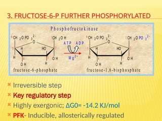 3. FRUCTOSE-6-P FURTHER PHOSPHORYLATED
 Irreversible step
 Key regulatory step
 Highly exergonic; ∆G0= -14.2 KJ/mol
 PFK- Inducible, allosterically regulated
CH 2 O PO 3
2 
O H
CH 2 O H
H
O H H
H HO
O
6
5
4 3
2
1 CH 2 O PO 3
2 
O H
CH 2 O PO 3
2 
H
O H H
H HO
O
6
5
4 3
2
1
A T P A D P
M g 2 +
fru c to s e -6 -p h o s p h a te fru c to s e -1 ,6 -b isp h o sp h a te
P h o sp h o fru c to k in a se
 