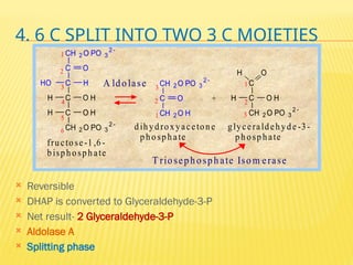 4. 6 C SPLIT INTO TWO 3 C MOIETIES
 Reversible
 DHAP is converted to Glyceraldehyde-3-P
 Net result- 2 Glyceraldehyde-3-P
 Aldolase A
 Splitting phase
6
5
4
3
2
1 CH 2 O PO 3
2 
C
C
C
C
CH 2 O PO 3
2 
O
HO H
H O H
H O H
3
2
1
CH 2 O PO 3
2 
C
CH 2 O H
O
C
C
CH 2 O PO 3
2 
H O
H O H
+
1
2
3
fructose-1,6 -
bisphosphate
A ldo lase
dihydroxyacetone glyceraldehyde -3-
pho sphate phosphate
T riosephosphate Isom erase
 