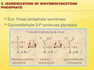 5. ISOMERIZATION OF DIHYDROXYACETONE
PHOSPHATE
 Enz- Triose phosphate isomerase
 Glyceraldehyde-3-P continues glycolysis
C
C
CH 2 O PO 3
2 
O
C
C
CH 2 O PO 3
2 
H O
H O H
C
C
CH 2 O PO 3
2 
H O H
O H
H
H O H H +
H +
H +
H +
d ih y d r o x y a c e to n e e n e d io l g ly c e r a ld e h y d e -
p h o s p h a te in te r m e d ia te 3 -p h o s p h a te
T r io s e p h o s p h a te Is o m e r a s e
 