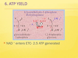 6. ATP YIELD
 NAD +
enters ETC- 2.5 ATP generated
C
C
CH 2 O PO 3
2 
H O
H O H
C
C
CH 2 O PO 3
2 
O O PO 3
2 
H O H
+ P i
+ H +
N A D +
N A D H 1
2
3
2
3
1
g ly c e r a ld e h y d e - 1 ,3 -b is p h o s p h o -
3 -p h o s p h a te g ly c e r a te
G ly c e r a ld e h y d e - 3 - p h o s p h a te
D e h y d r o g e n a s e
 