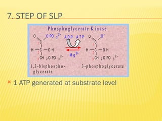 7. STEP OF SLP
 1 ATP generated at substrate level
C
C
CH 2 O PO 3
2 
O O PO 3
2 
H O H
C
C
CH 2 O PO 3
2 
O O 
H O H
A D P A T P
1
2
2
3 3
1
M g 2+
1 ,3 -b is p h o s p h o - 3 -p h o s p h o g ly c e ra te
g ly c e ra te
P h o s p h o g ly c e ra te K in a s e
 