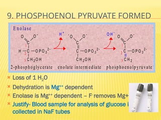 9. PHOSPHOENOL PYRUVATE FORMED
 Loss of 1 H2O
 Dehydration is Mg++
dependent
 Enolase is Mg++
dependent – F-
removes Mg++
 Justify- Blood sample for analysis of glucose is
collected in NaF tubes
C
C
C H 2 O H
O O 
H O P O 3
2 
C
C
C H 2 O H

O O 
O P O 3
2 
C
C
C H 2
O O 
O P O 3
2 
O H 
2
3
1
2
3
1
H 
2-phosphoglycerate enolate interm ediate phosphoenolpyruvate
E nolase
 
