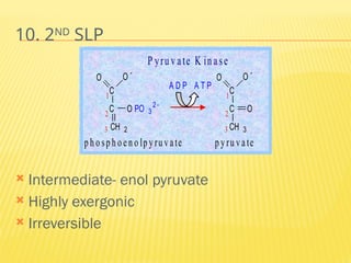 10. 2ND
SLP
 Intermediate- enol pyruvate
 Highly exergonic
 Irreversible
C
C
CH 3
O O 
O
2
3
1
A D P A T P
C
C
CH 2
O O 
O PO 3
2 
2
3
1
p h o sp h o en o lp yru vate p yru vate
P yru v ate K in ase
 
