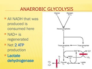 ANAEROBIC GLYCOLYSIS
 All NADH that was
produced is
consumed here
 NAD+ is
regenerated
 Net 2 ATP
production
 Lactate
dehydrogenase
 