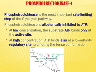 PHOSPHOFRUCTOKINASE-1
Phosphofructokinase is the most important rate-limiting
step of the Glycolysis pathway.
Phosphofructokinase is allosterically inhibited by ATP.
 At low concentration, the substrate ATP binds only at
the active site.
 At high concentration, ATP binds also at a low-affinity
regulatory site, promoting the tense conformation.
 
