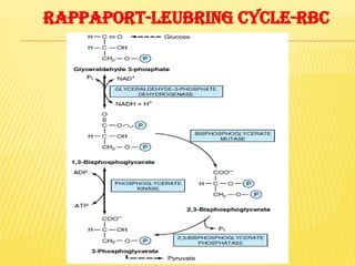 RAPPAPORT-LEUBRING CYCLE-RBC
 