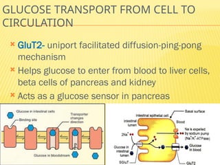 GLUCOSE TRANSPORT FROM CELL TO
CIRCULATION
 GluT2- uniport facilitated diffusion-ping-pong
mechanism
 Helps glucose to enter from blood to liver cells,
beta cells of pancreas and kidney
 Acts as a glucose sensor in pancreas
 