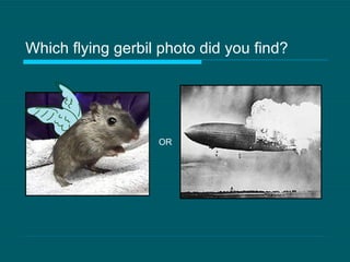 Which flying gerbil photo did you find? OR 