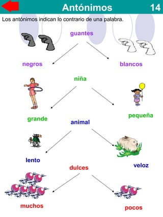 Antónimos 14
Los antónimos indican lo contrario de una palabra.
guantes
niña
animal
dulces
lento
veloz
grande
pequeña
negros blancos
pocosmuchos
 