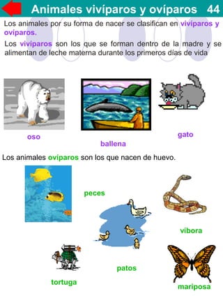 Los animales por su forma de nacer se clasifican en vivíparos y
ovíparos.
Los vivíparos son los que se forman dentro de la madre y se
alimentan de leche materna durante los primeros días de vida
Los animales ovíparos son los que nacen de huevo.
Animales vivíparos y ovíparos 44
oso
ballena
gato
tortuga
peces
patos
víbora
mariposa
 