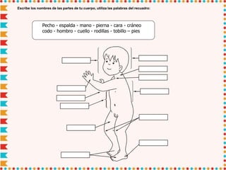 Escribe los nombres de las partes de tu cuerpo, utiliza las palabras del recuadro:
Pecho - espalda - mano - pierna - cara - cráneo
codo - hombro - cuello - rodillas - tobillo – pies
 