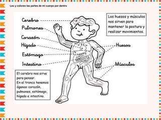 Leo y coloreo las partes de mi cuerpo por dentro
 