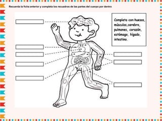 Recuerda la ficha anterior y completa los recuadros de las partes del cuerpo por dentro
 