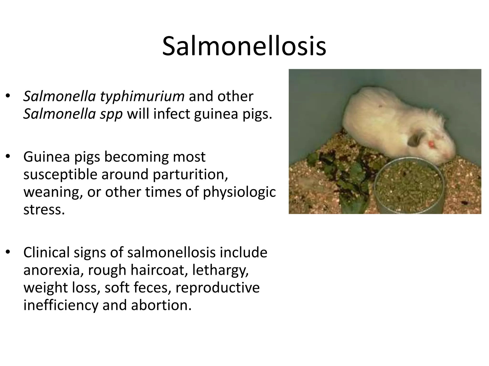 Photo inspiration: Picture Idea: Guinea Pig Bacterial Viral Mycotic Parasitic And Non Infectious